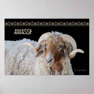 Awassi Ram  poster