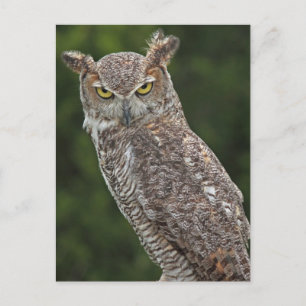 Awesome Great Horned Owl postcard