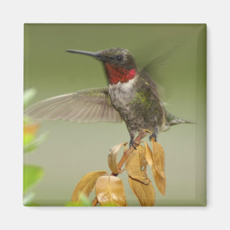 Awesome Hummingbird Magnet