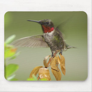 Awesome hummingbird mouse mat