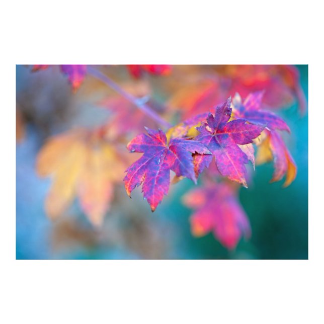 Awesome Japanese Maple leaves Photo Print (Front)