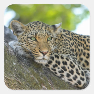 Awesome Leopard Square Sticker