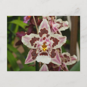 Awesome Multicolored Phalaenopsis Orchid Postcard