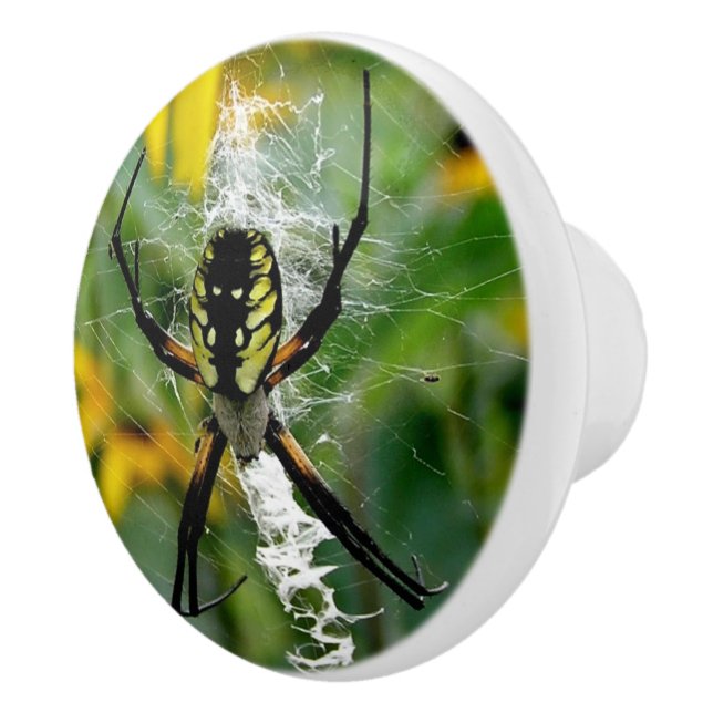 Awesome Photo Orb Spider in Web Ceramic Knob (Right)