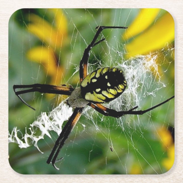 Awesome Photo Orb Spider in Web Square Paper Coaster (Front)