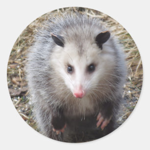 Awesome Possum Classic Round Sticker