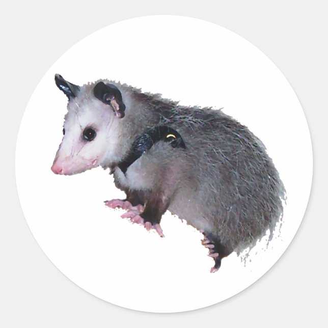 Awesome Possum Opossum Classic Round Sticker (Front)