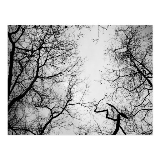 Image of Awesome Trees Postcard