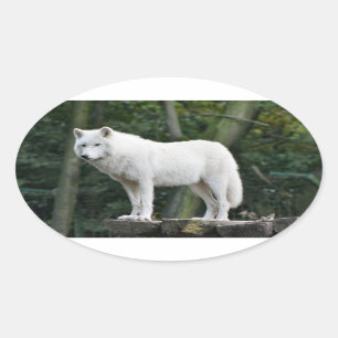 Awesome White Wolf Oval Sticker