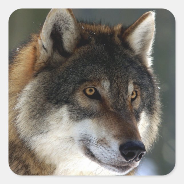 Awesome Wolf Head Square Sticker (Front)