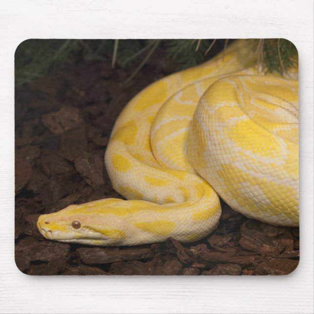 Awesome Yellow Burmese Python Mouse Mat (Front)