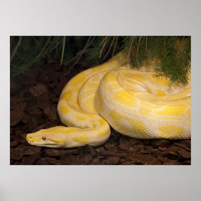 Awesome Yellow Burmese Python Poster (Front)