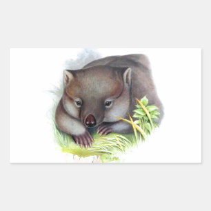 Awesomely cute Australian animal wombat vintage Rectangular Sticker