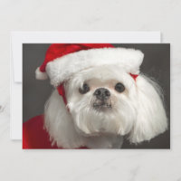 Awkward Santa dog