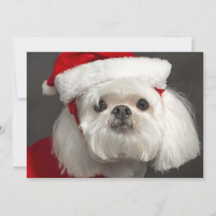 Awkward Santa dog Holiday Card