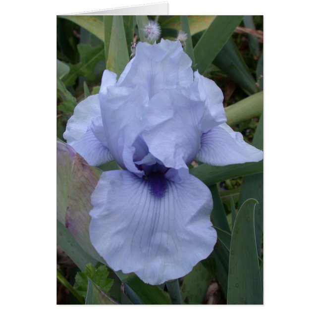 Awsome Blue Iris Card (Front)