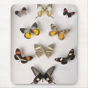 Awsome butterfly collection mouse mat