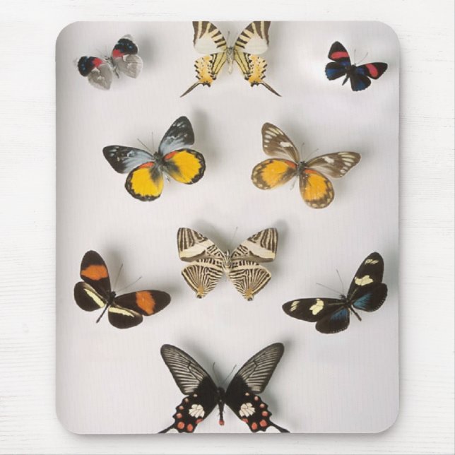 Awsome butterfly collection mouse mat (Front)