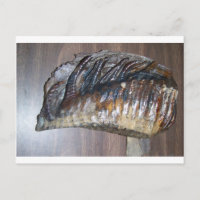 awsome Mammoth tooth