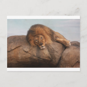 Awwsome Lion Postcard