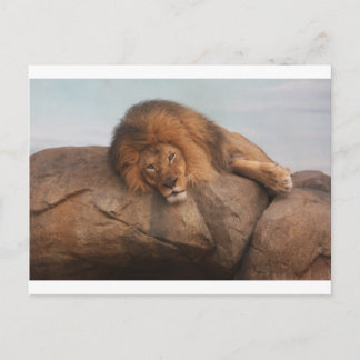 Awwsome Lion Postcard