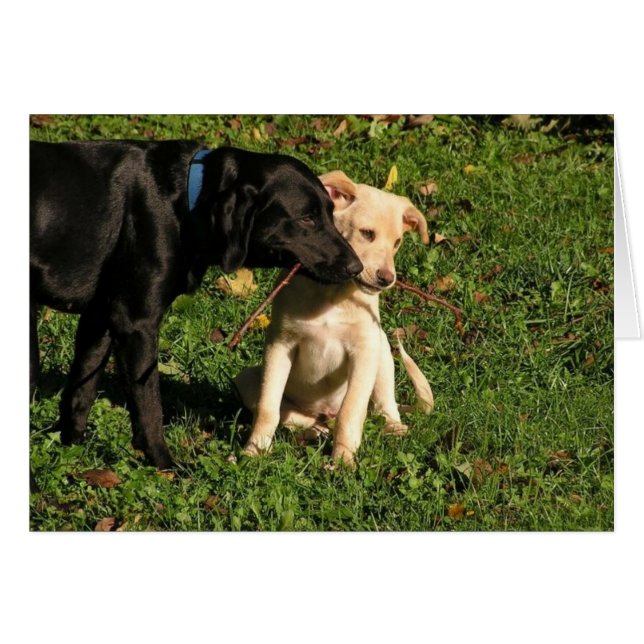 Awww...Do I Have To Share? (Front Horizontal)