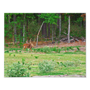 Axis Deer Photo Print
