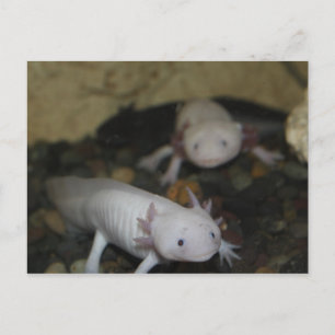 Axolotl # 2 postcard