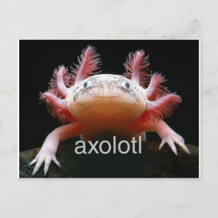 Axolotl Axolotl Axolotl Axolotl Postcard