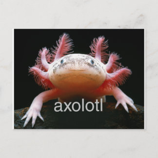Axolotl Axolotl Axolotl Axolotl Postcard