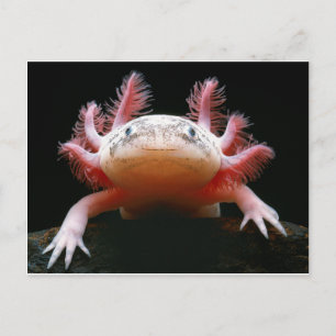 Axolotl Axolotl.png Postcard