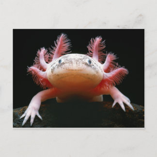 Axolotl Axolotl.png Postcard