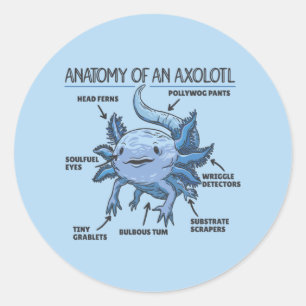 Axolotl Explanation Anatomy Of An Axolotl Classic Classic Round Sticker