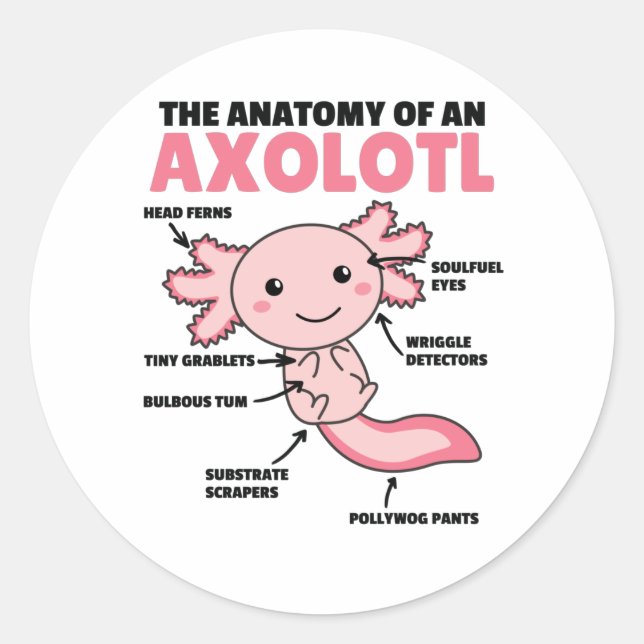 Axolotl Explanation Anatomy Of An Axolotl Classic Round Sticker (Front)