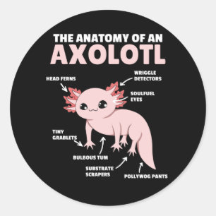Axolotl Explanation Anatomy Of An Axolotl Classic Round Sticker