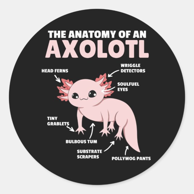 Axolotl Explanation Anatomy Of An Axolotl Classic Round Sticker (Front)
