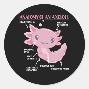 Axolotl Explanation Anatomy Of An Axolotl Classic Round Sticker