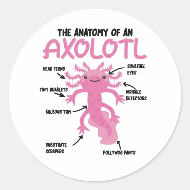 Axolotl Explanation Anatomy Of An Axolotl Classic Round Sticker (Front)