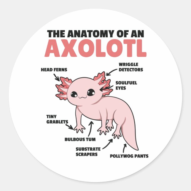 Axolotl Explanation Anatomy Of An Axolotl Classic Round Sticker (Front)
