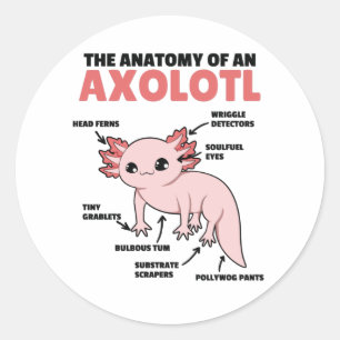 Axolotl Explanation Anatomy Of An Axolotl Classic Round Sticker