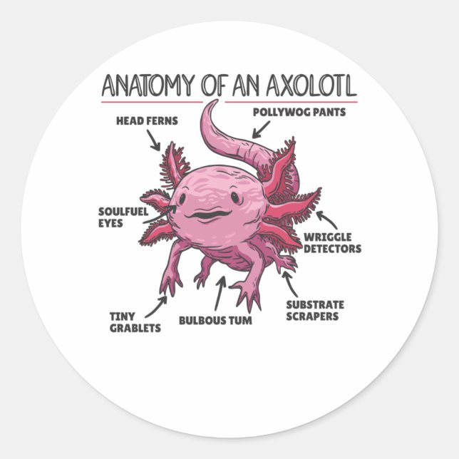 Axolotl Explanation Anatomy Of An Axolotl Classic Round Sticker (Front)