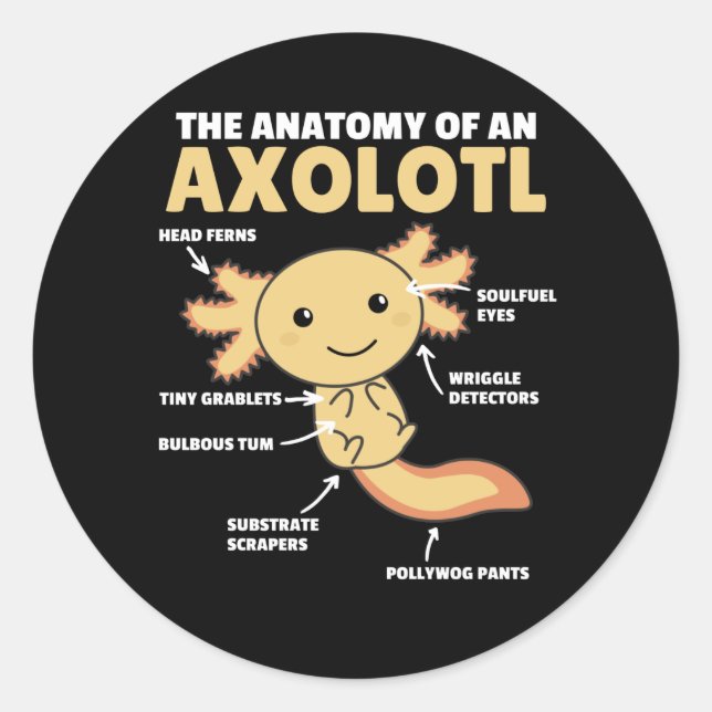Axolotl Explanation Anatomy Of An Axolotl Classic Round Sticker (Front)