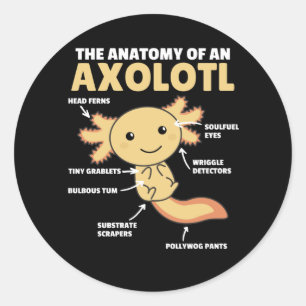 Axolotl Explanation Anatomy Of An Axolotl Classic Round Sticker