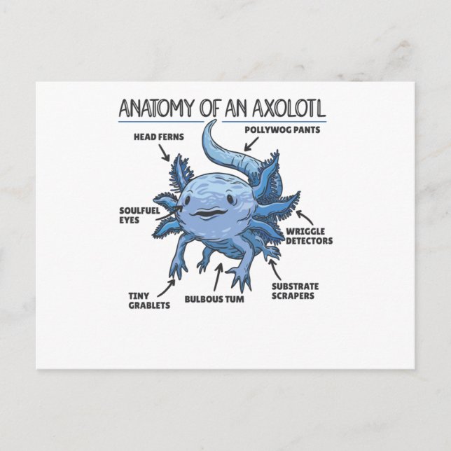 Axolotl Explanation Anatomy Of An Axolotl Postcard (Front)