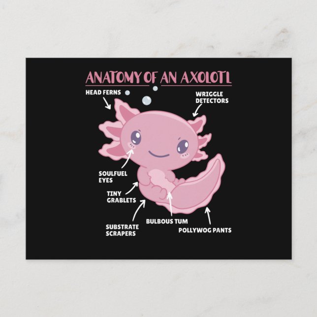 Axolotl Explanation Anatomy Of An Axolotl Postcard (Front)