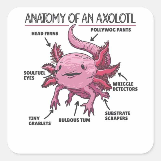 Axolotl Explanation Anatomy Of An Axolotl Square Sticker (Front)