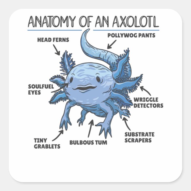 Axolotl Explanation Anatomy Of An Axolotl Square Sticker (Front)