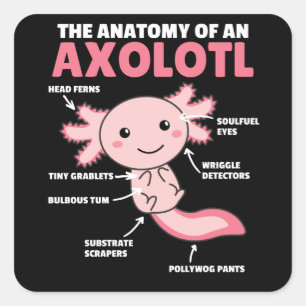 Axolotl Explanation Anatomy Of An Axolotl Square Sticker