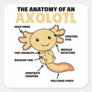 Axolotl Explanation Anatomy Of An Axolotl Square Sticker