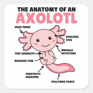 Axolotl Explanation Anatomy Of An Axolotl Square Sticker
